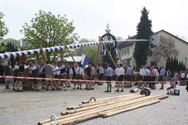 Maibaum 2013